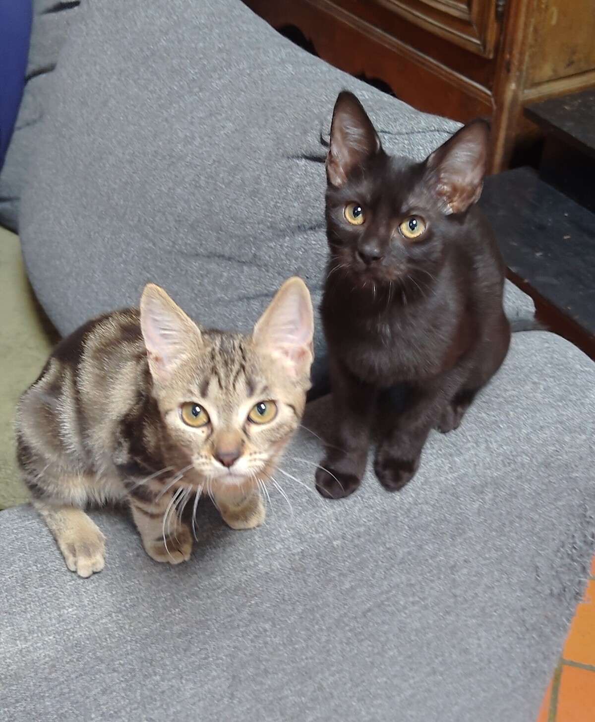 Adoption BLUE et BOBBY