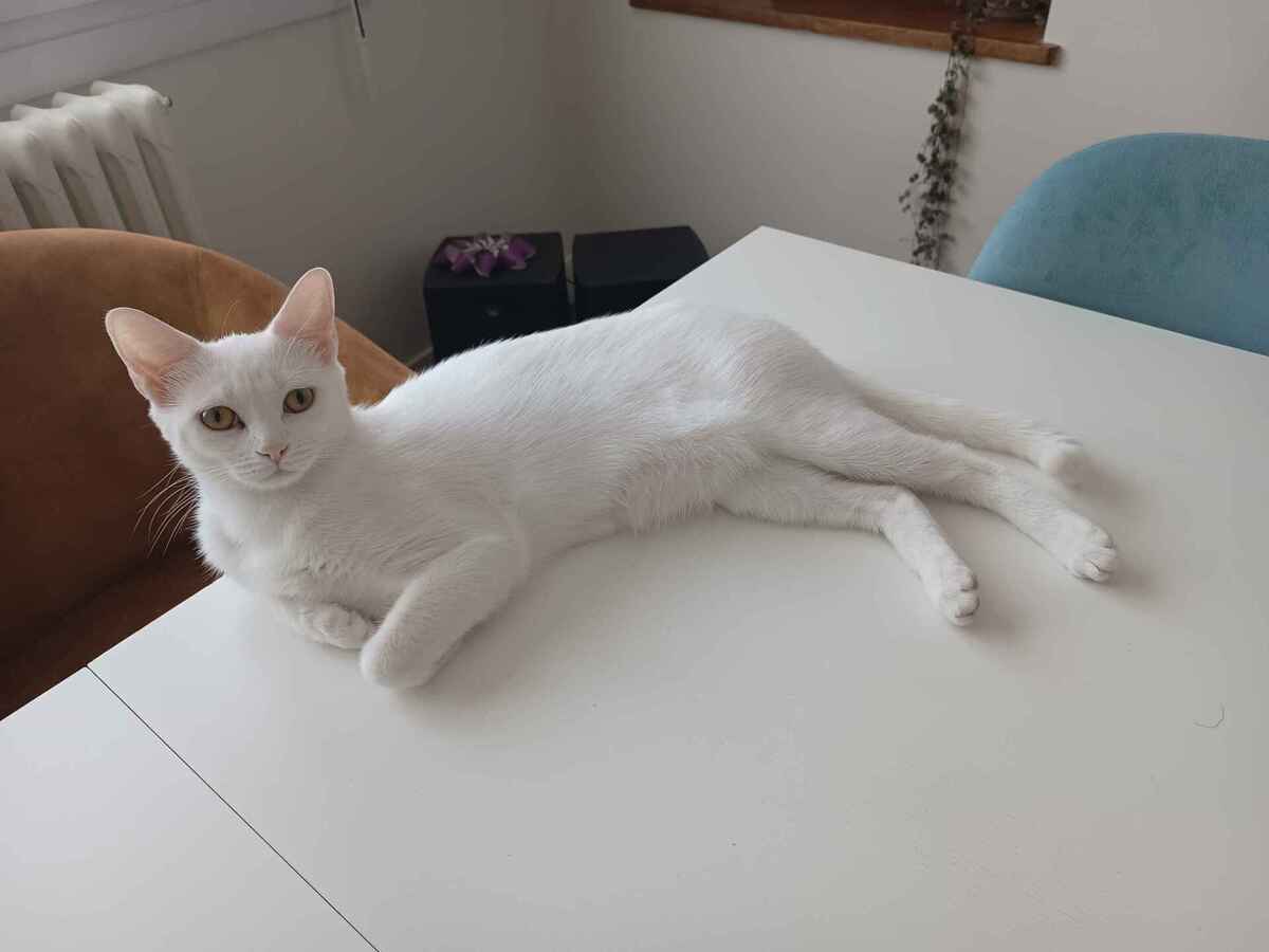 Adoption Nougatine