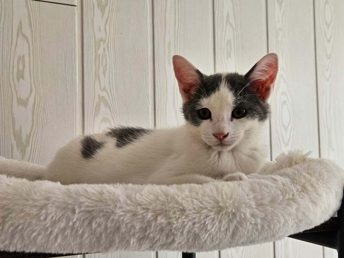 Adoption KITKAT