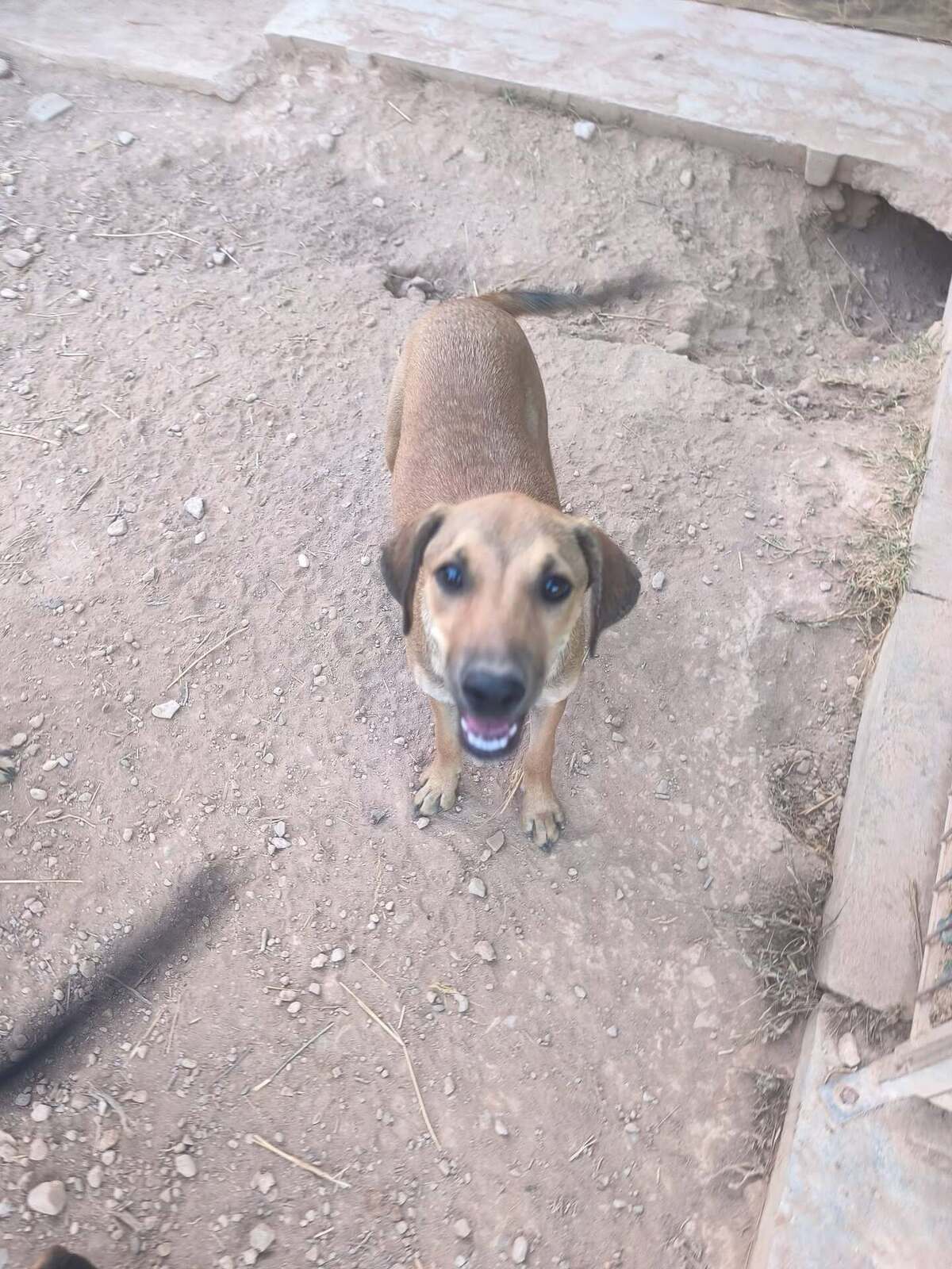 Adoption Vainilla