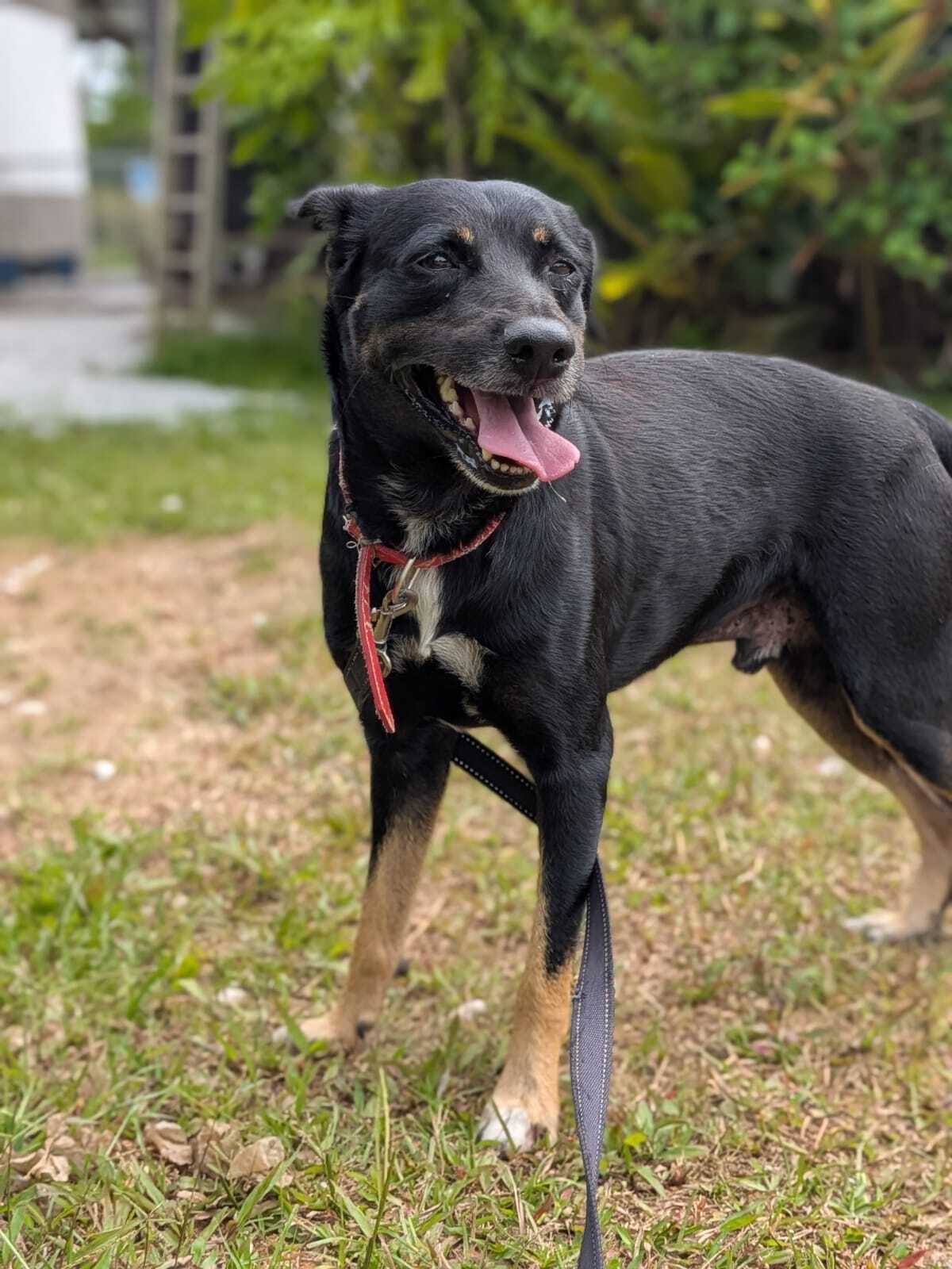 Adoption Blacka