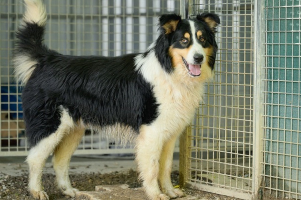 Adoption Newton