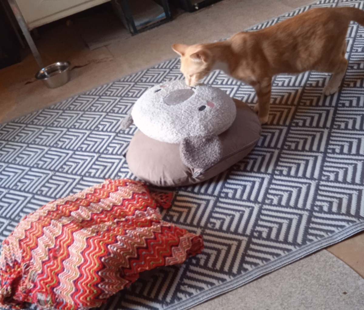 Adoption Lowe et Saphyr