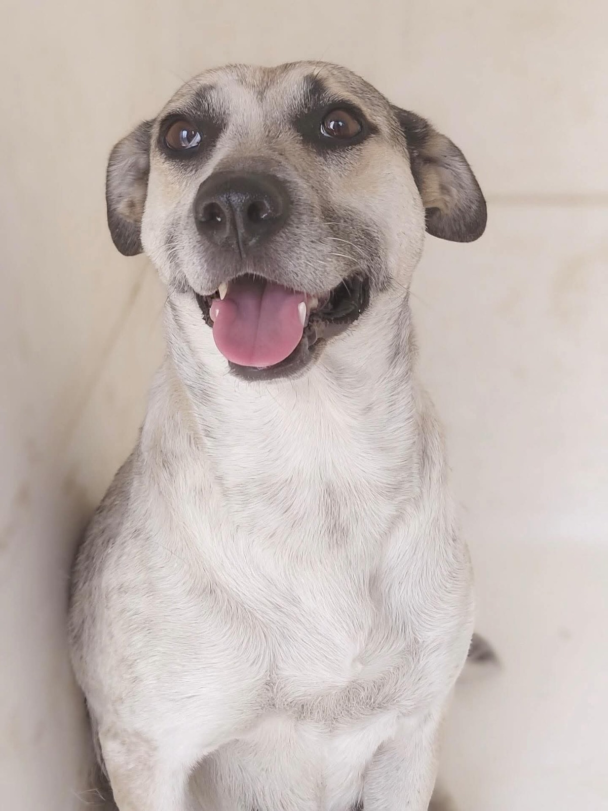 Adoption Hailey
