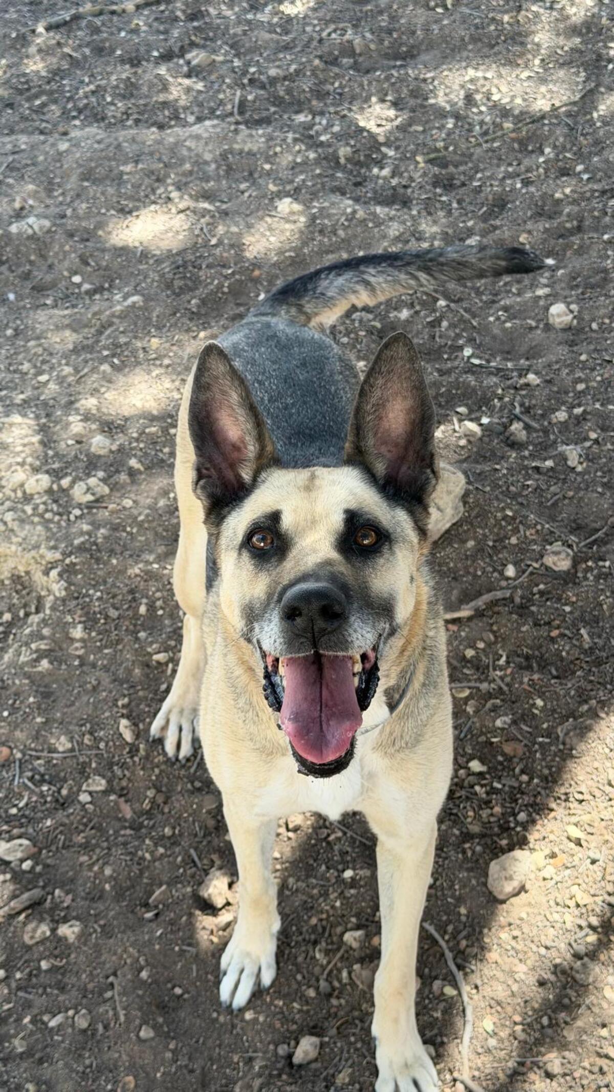 Adoption Alba