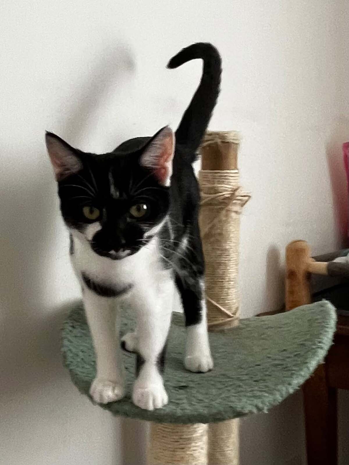 Adoption Brume