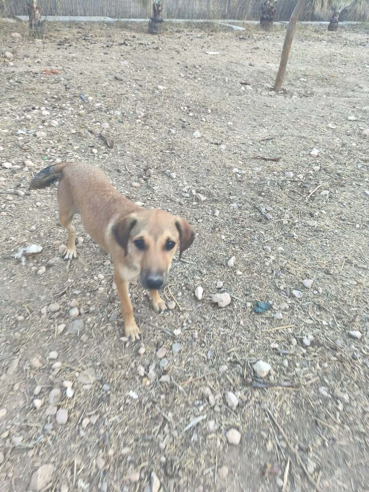 Adoption Vainilla