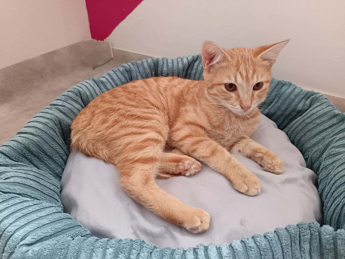 Adoption Murphy