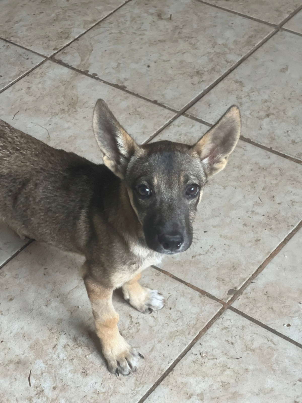 Adoption Lily