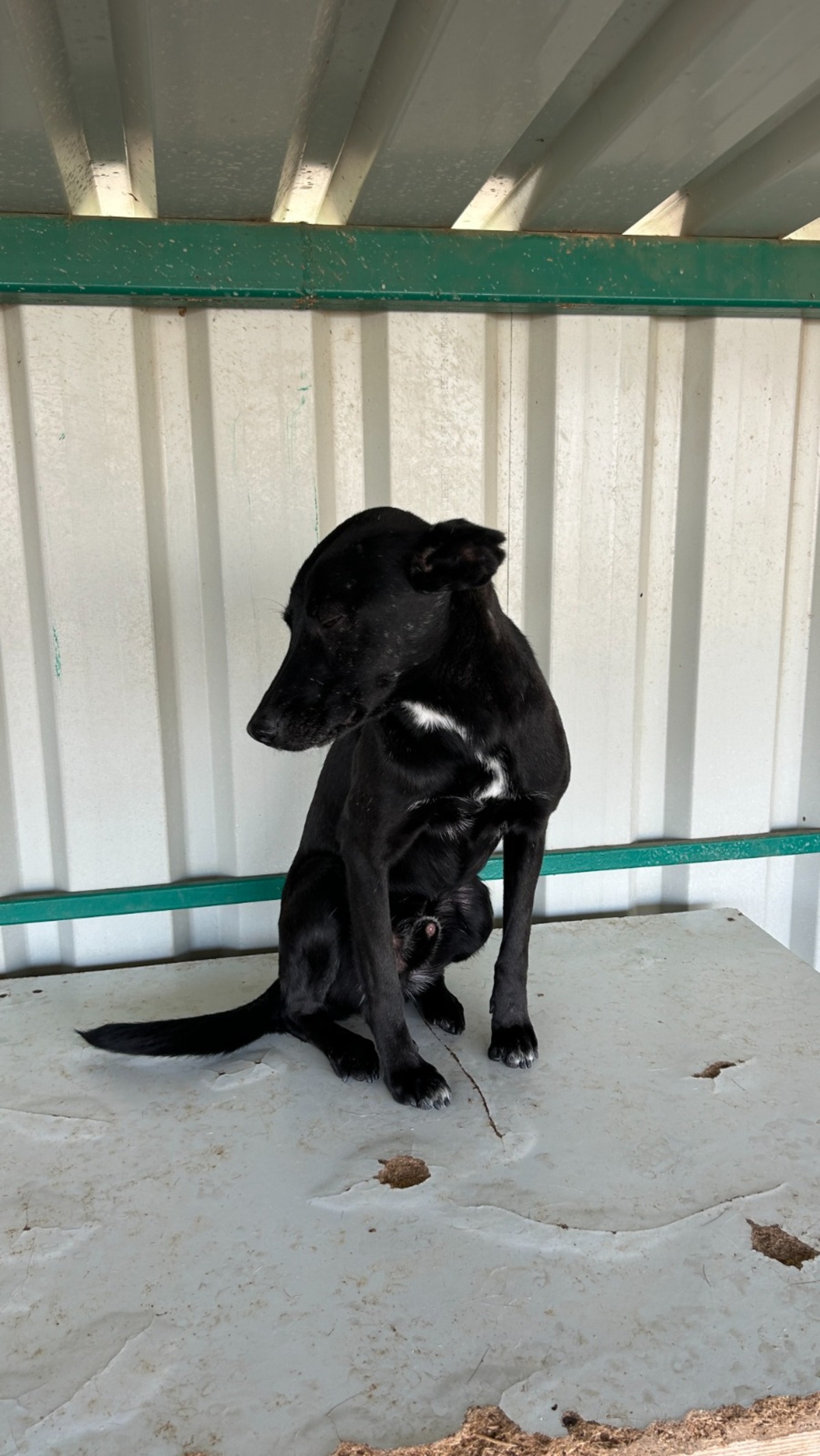 Adoption Negrut
