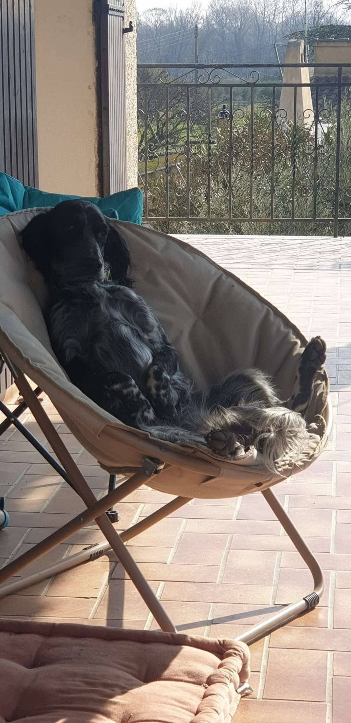 Adoption Pato et Torpille