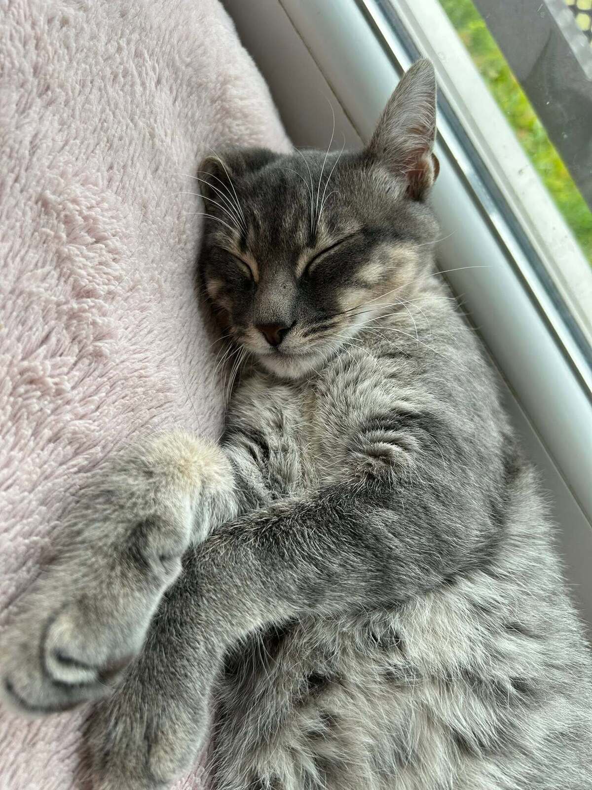 Adoption Malo
