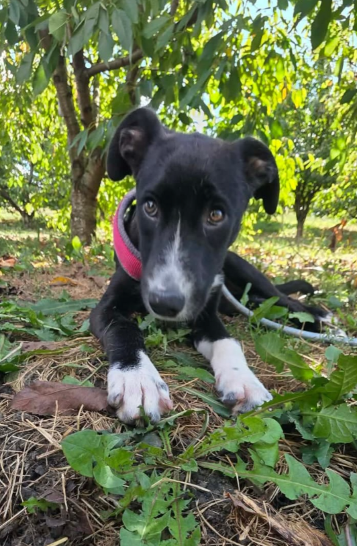 Adoption Charitty