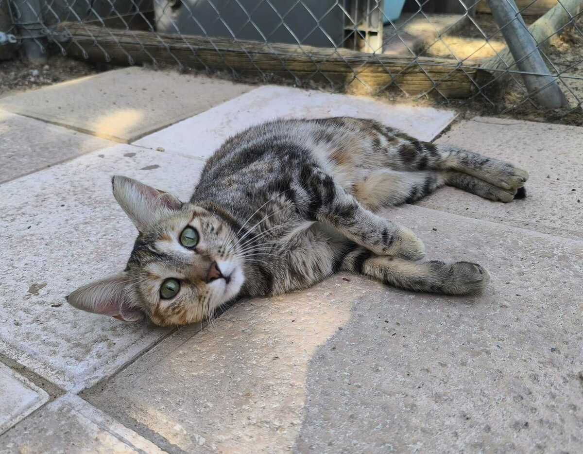 Adoption Sol