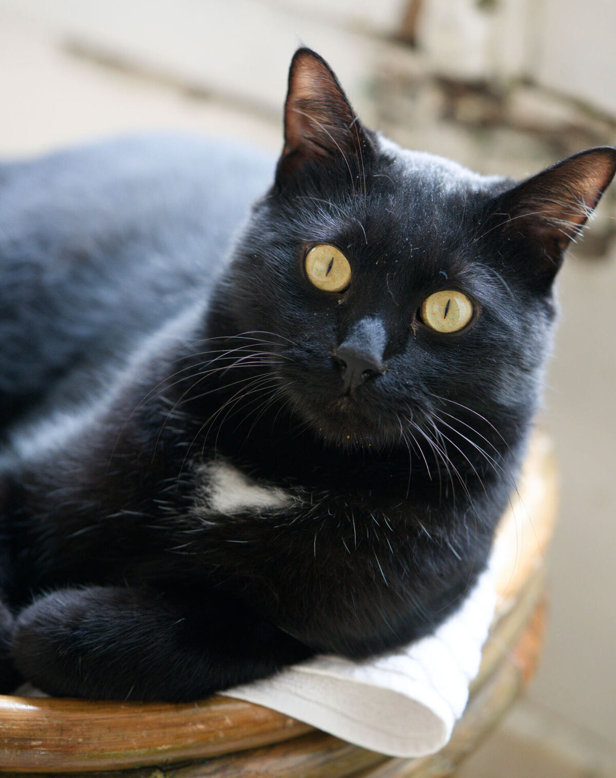 Adoption Arka