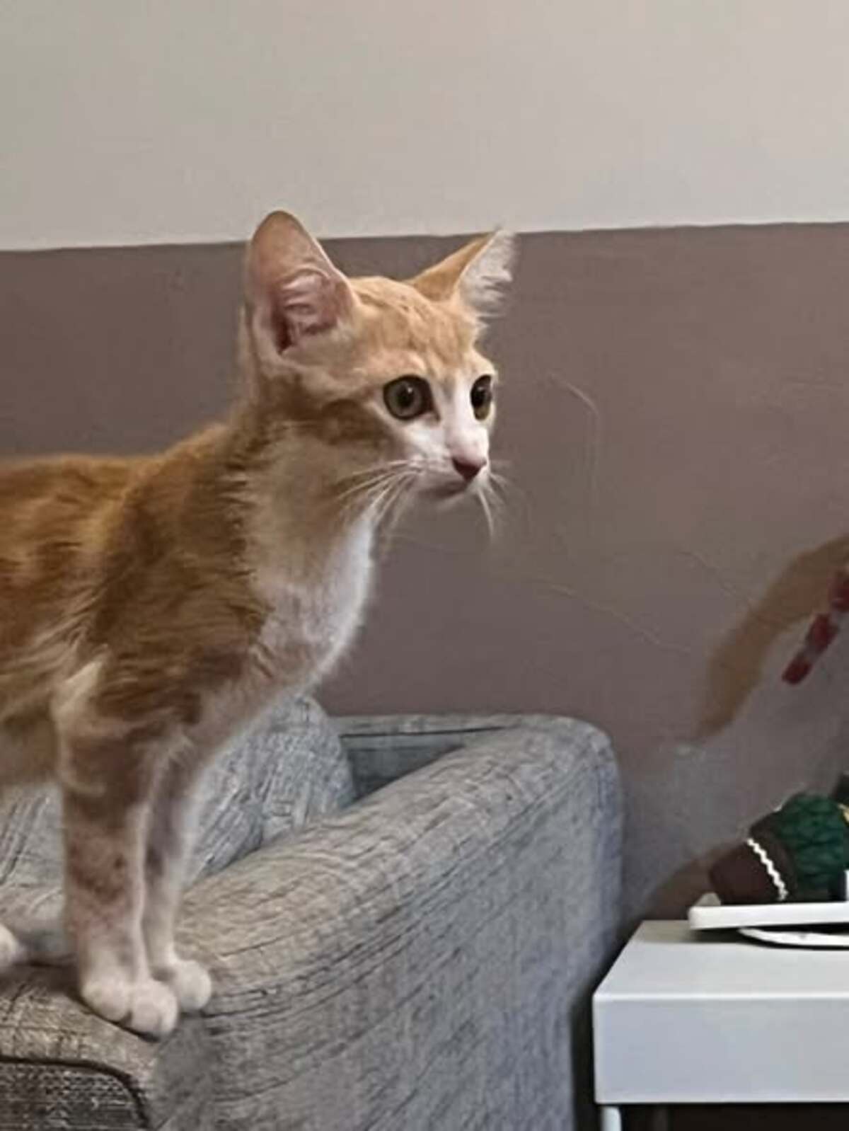 Adoption D'Artagnan