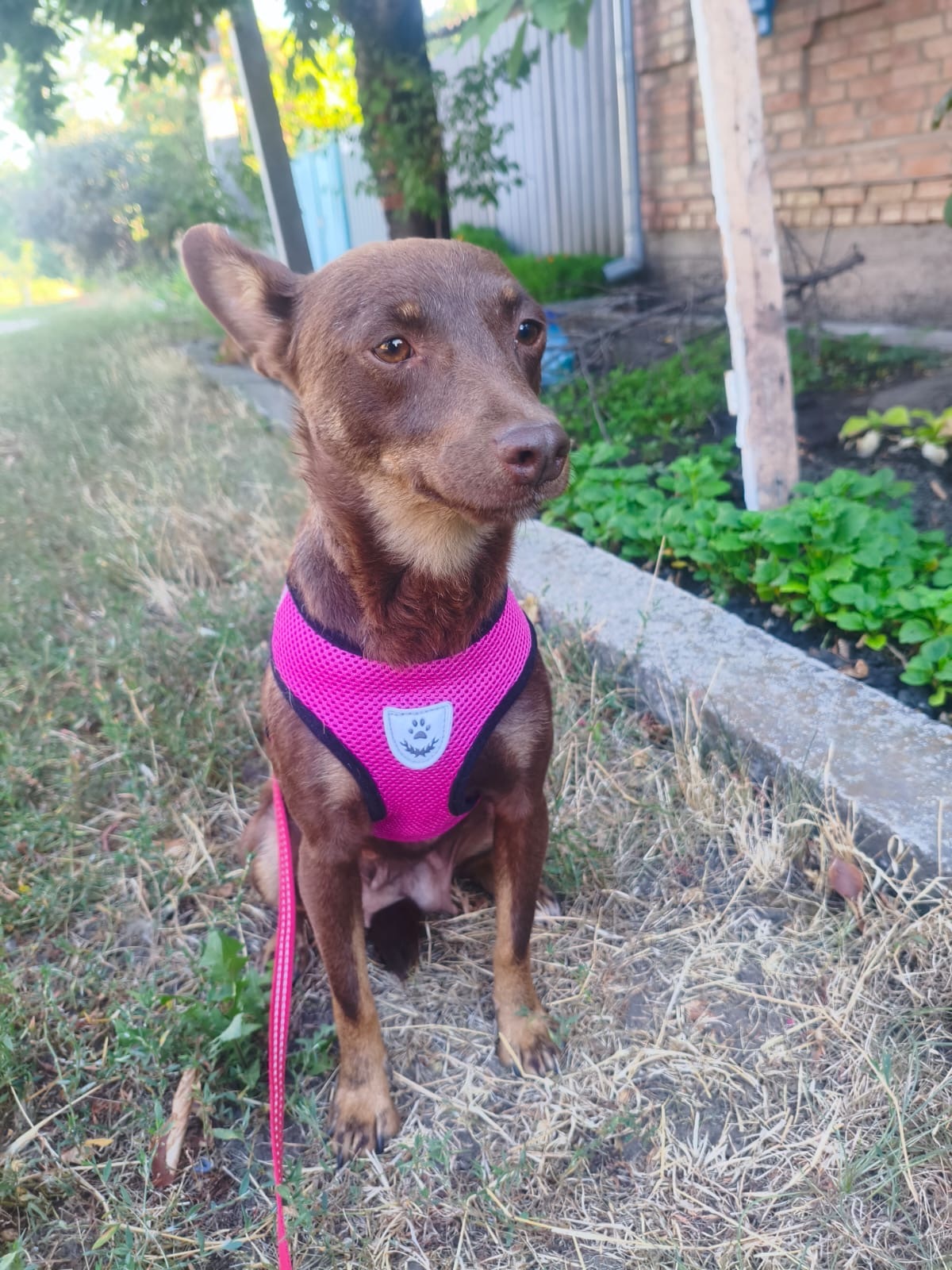 Adoption CHACHA, de Ukraine à sauver!
