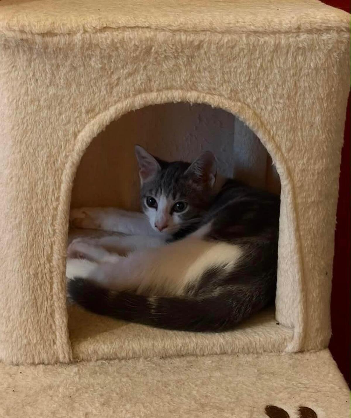 Adoption Vaï