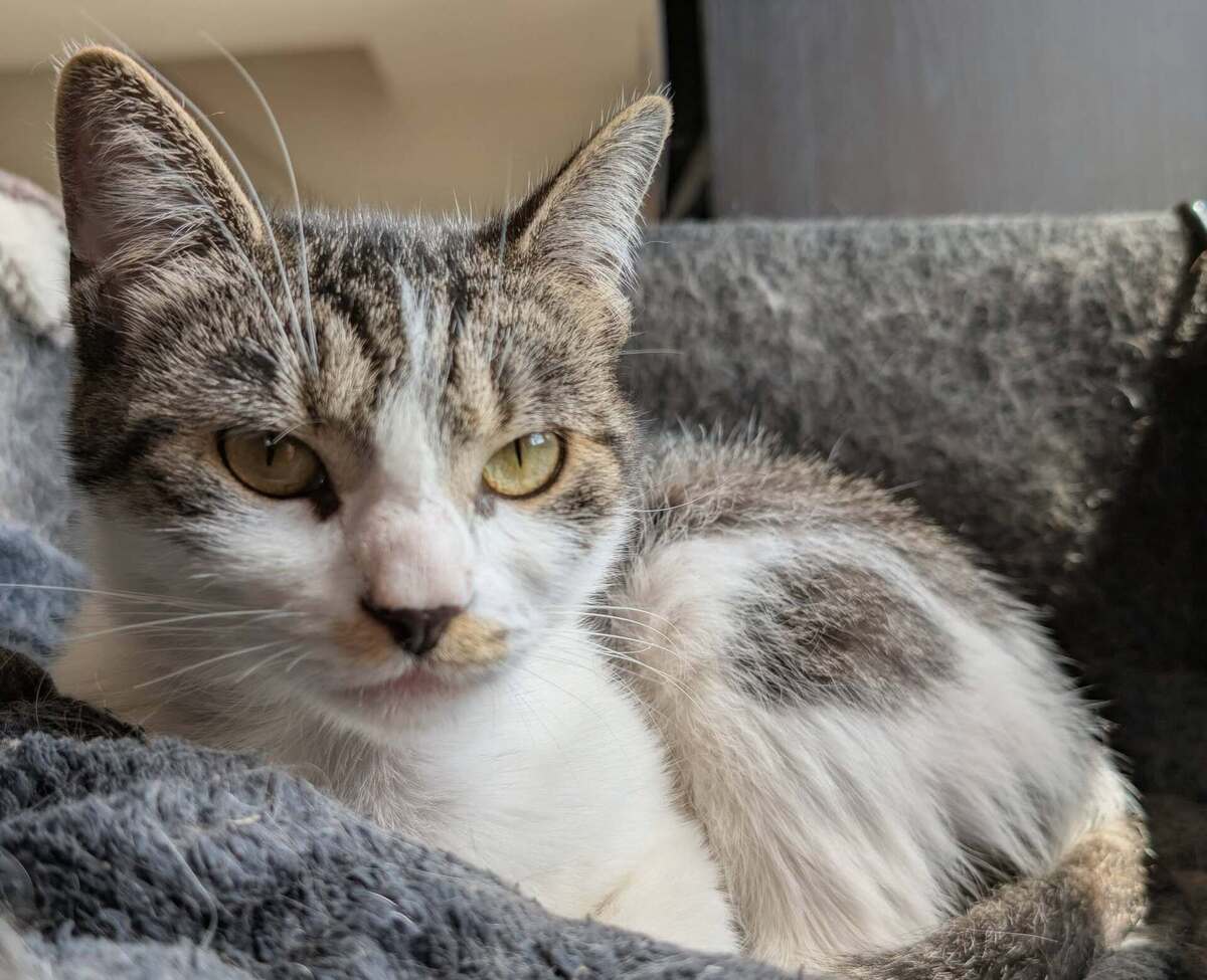 Adoption Louisa