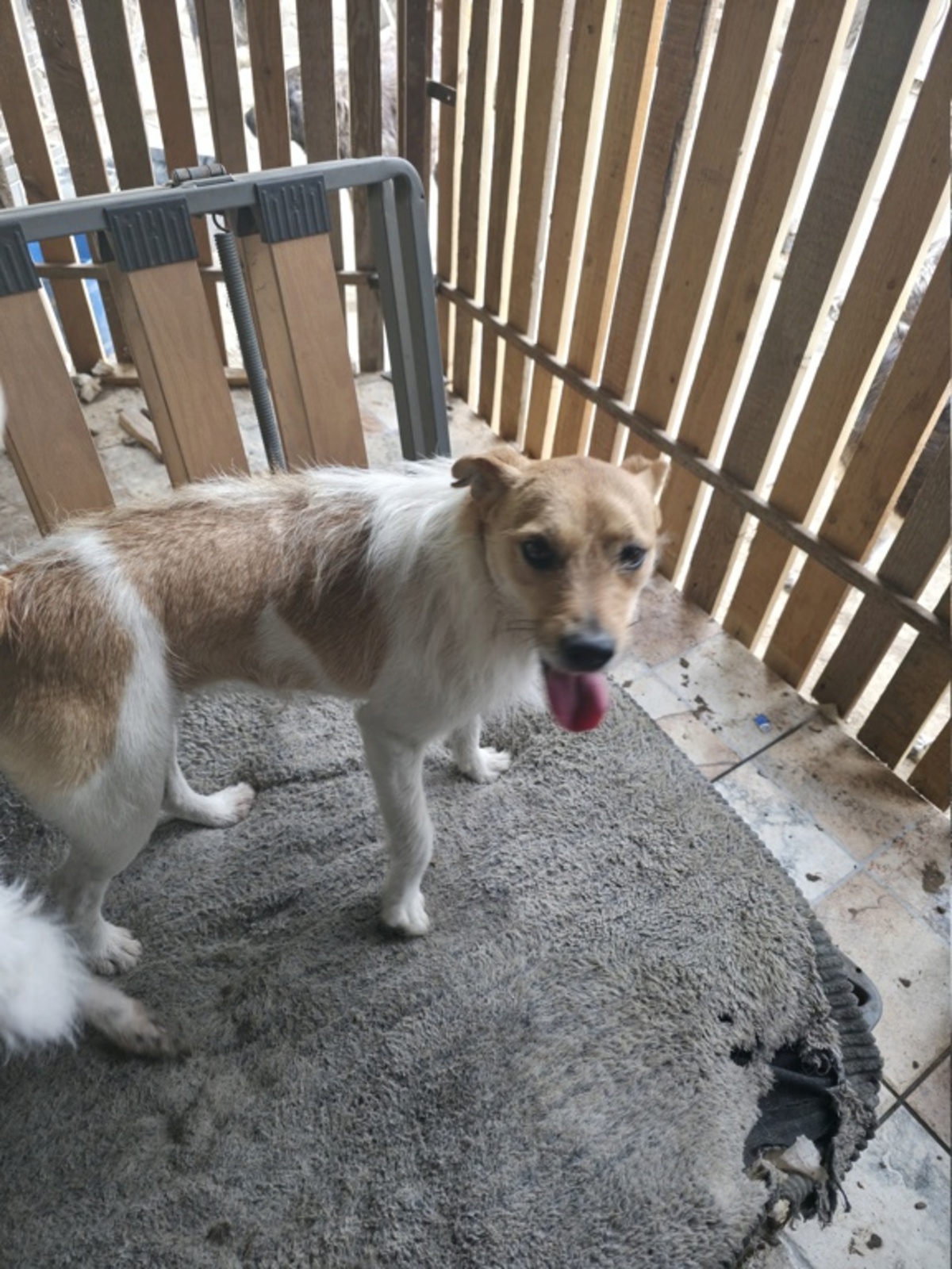 Adoption Virga