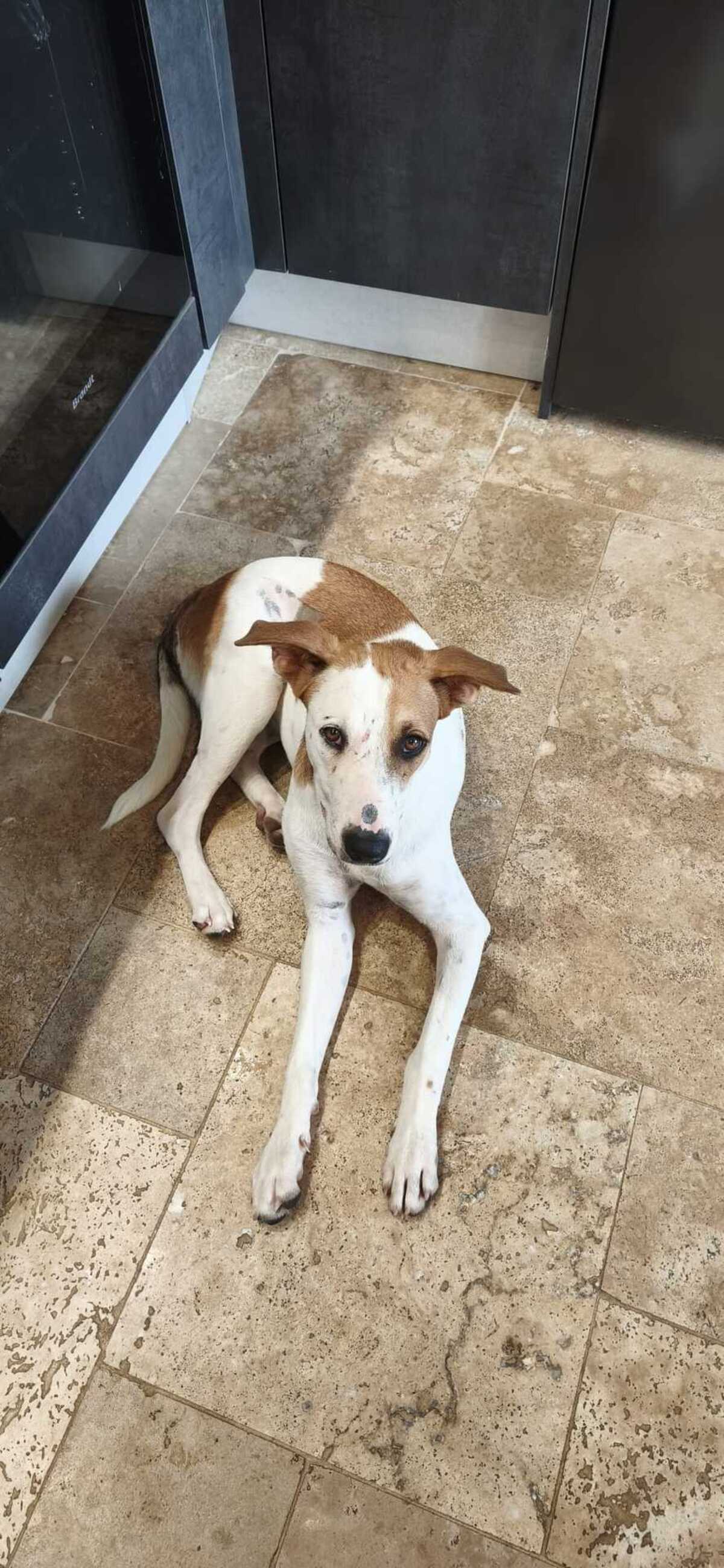 Adoption Savea