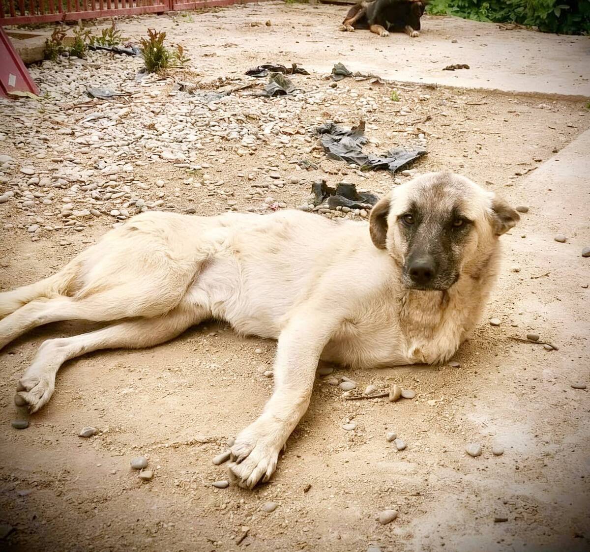 Adoption Frankie