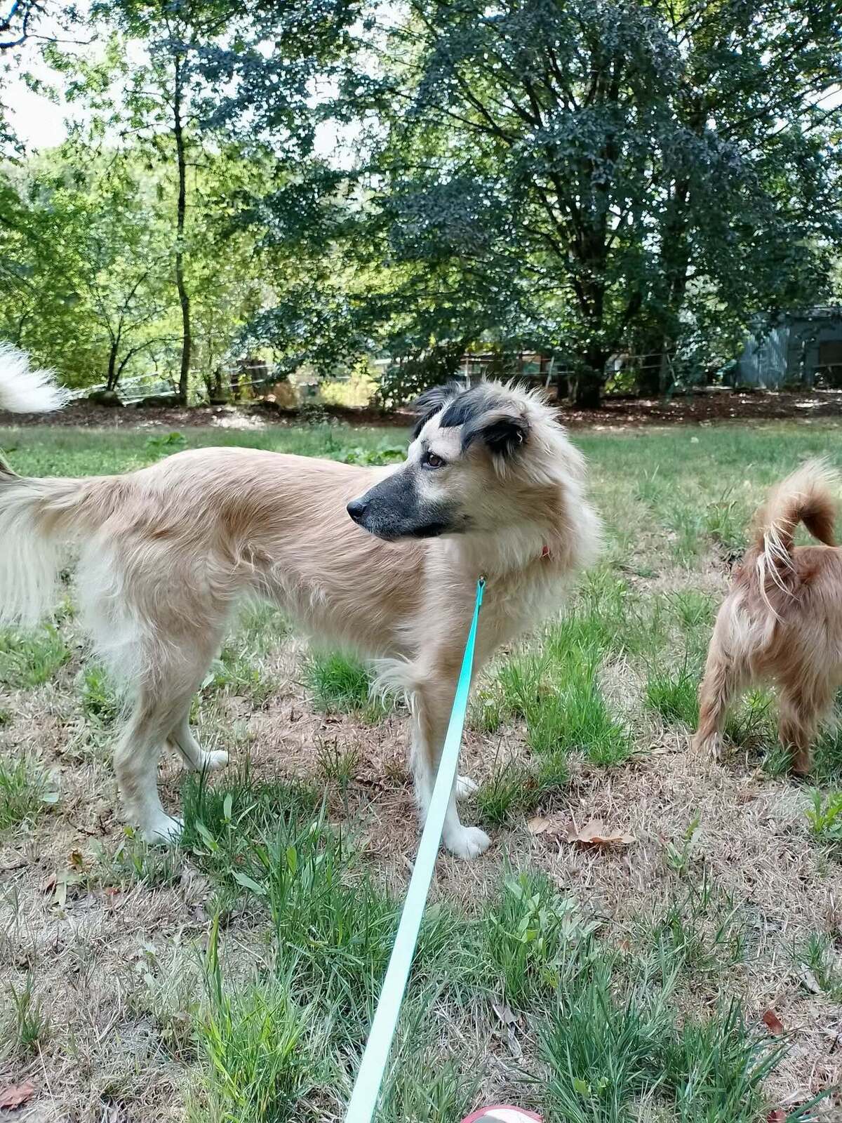 Adoption Nope
