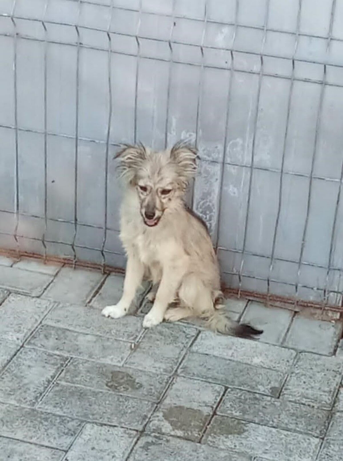Adoption Bolivia