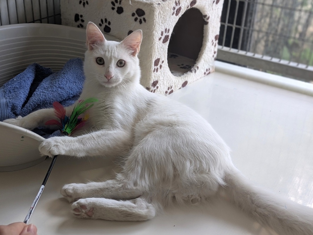 Adoption BIANCO