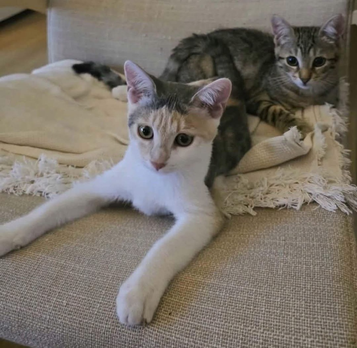 Adoption Ranine et Mayssa