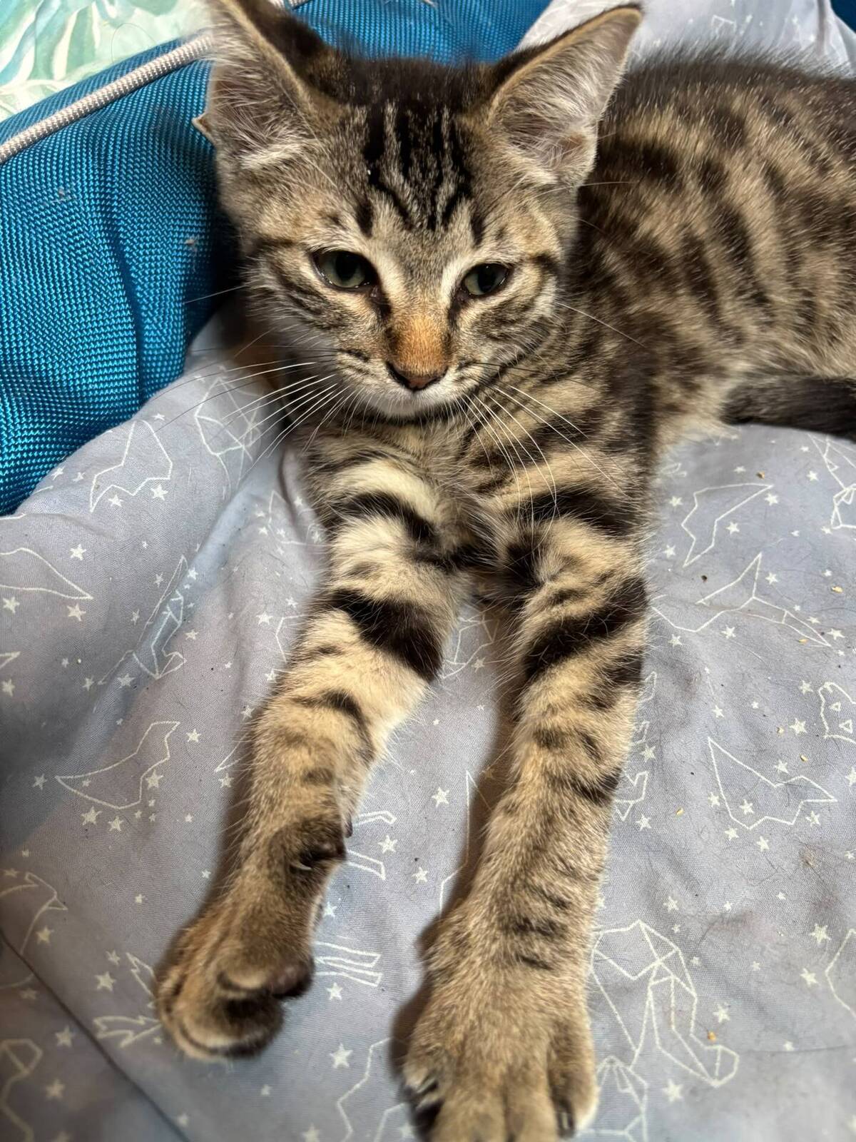 Adoption Skinou