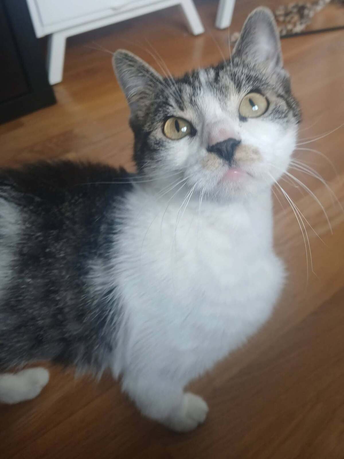Adoption Louisa