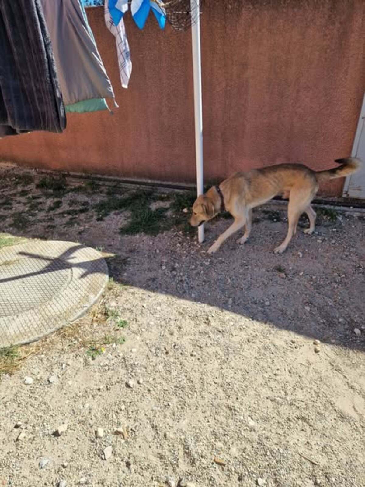 Adoption Alfred