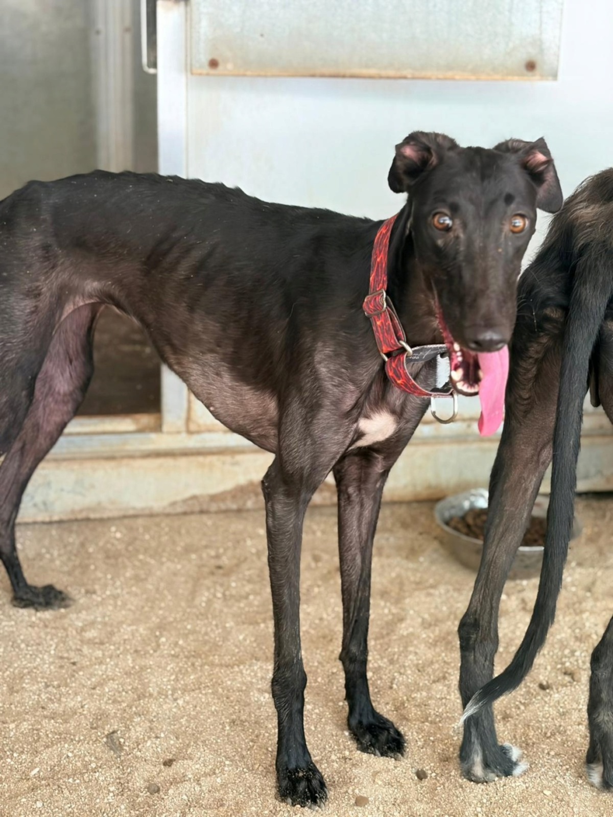 Adoption EIRA