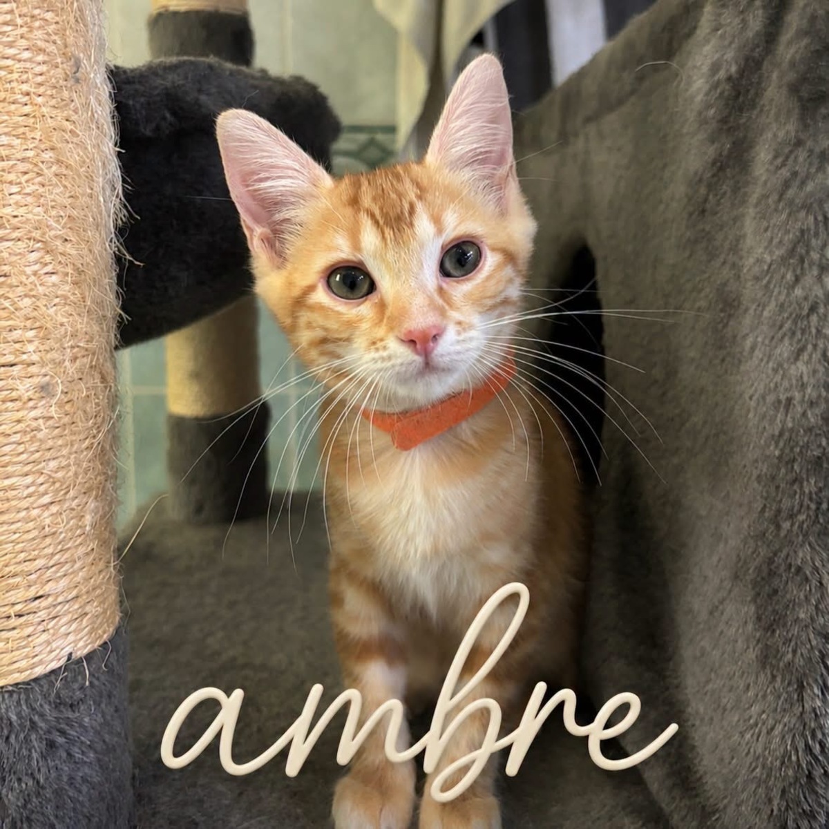 Adoption Fratrie c