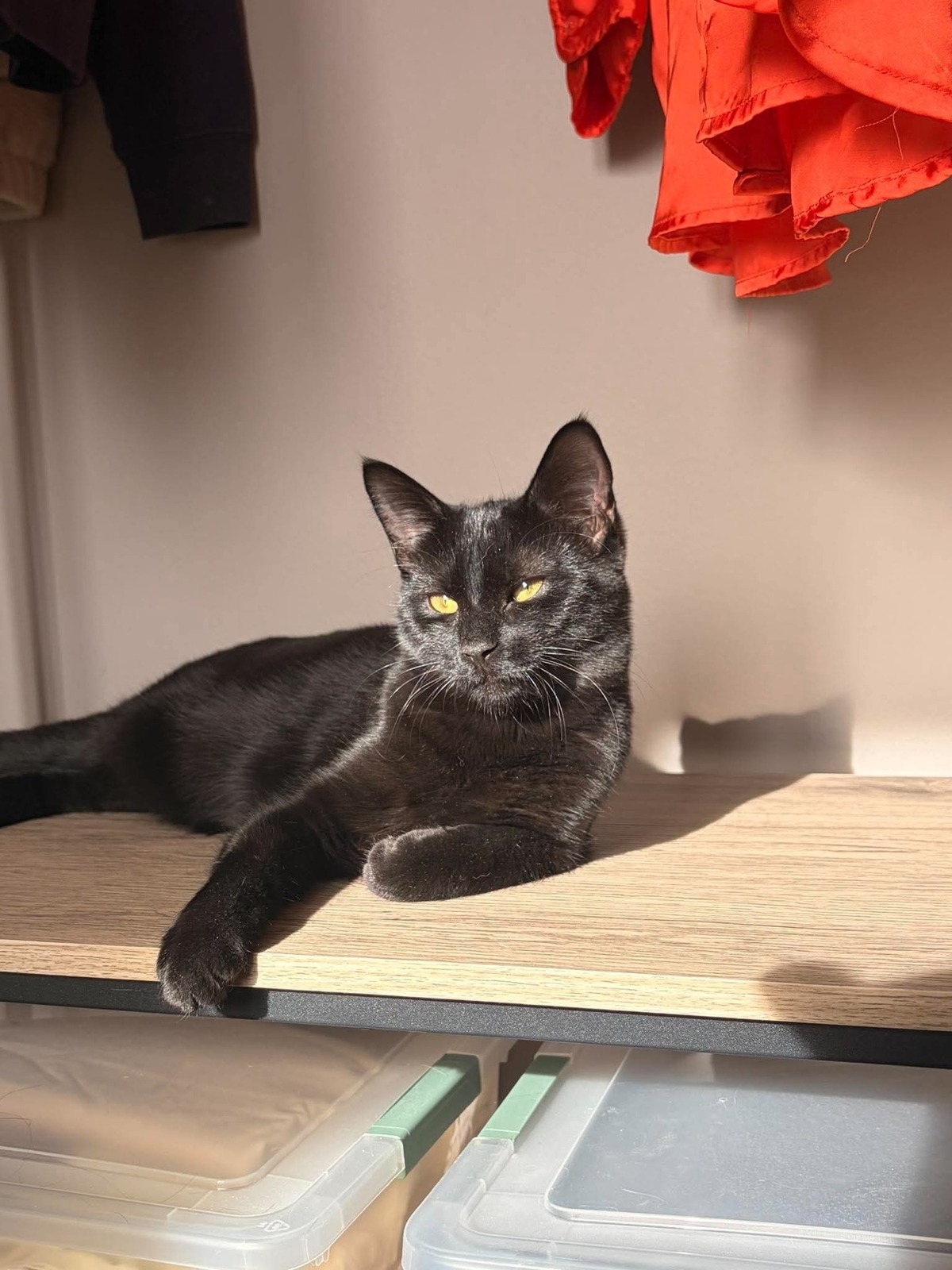 Adoption Winnie