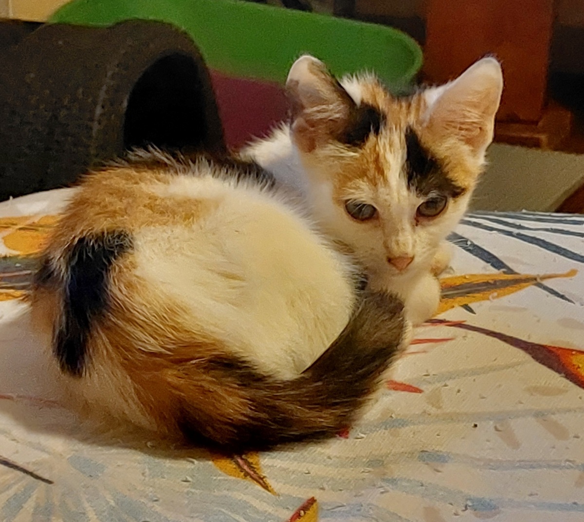 Adoption Brindille
