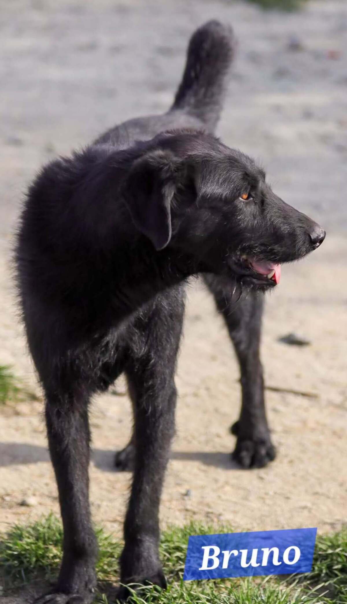 Adoption BRUNO