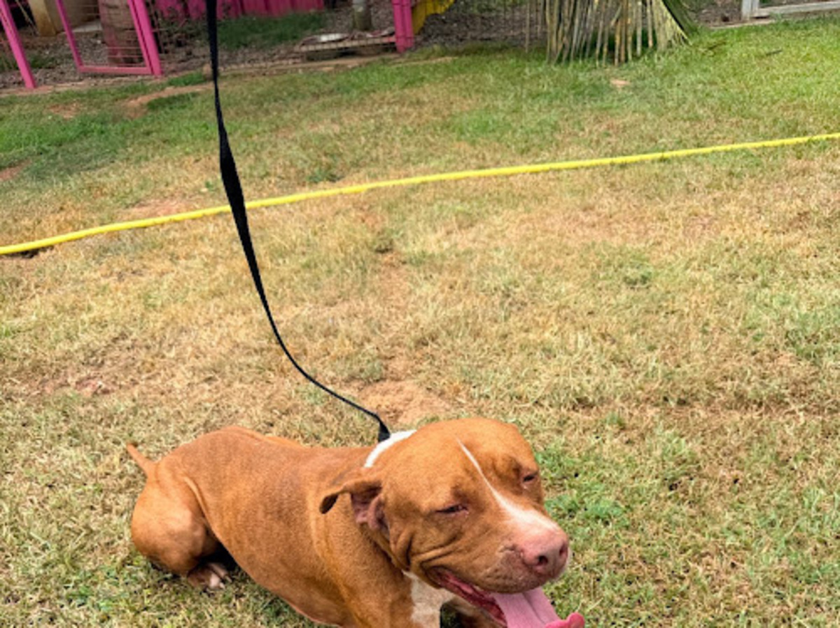 Adoption Starlett