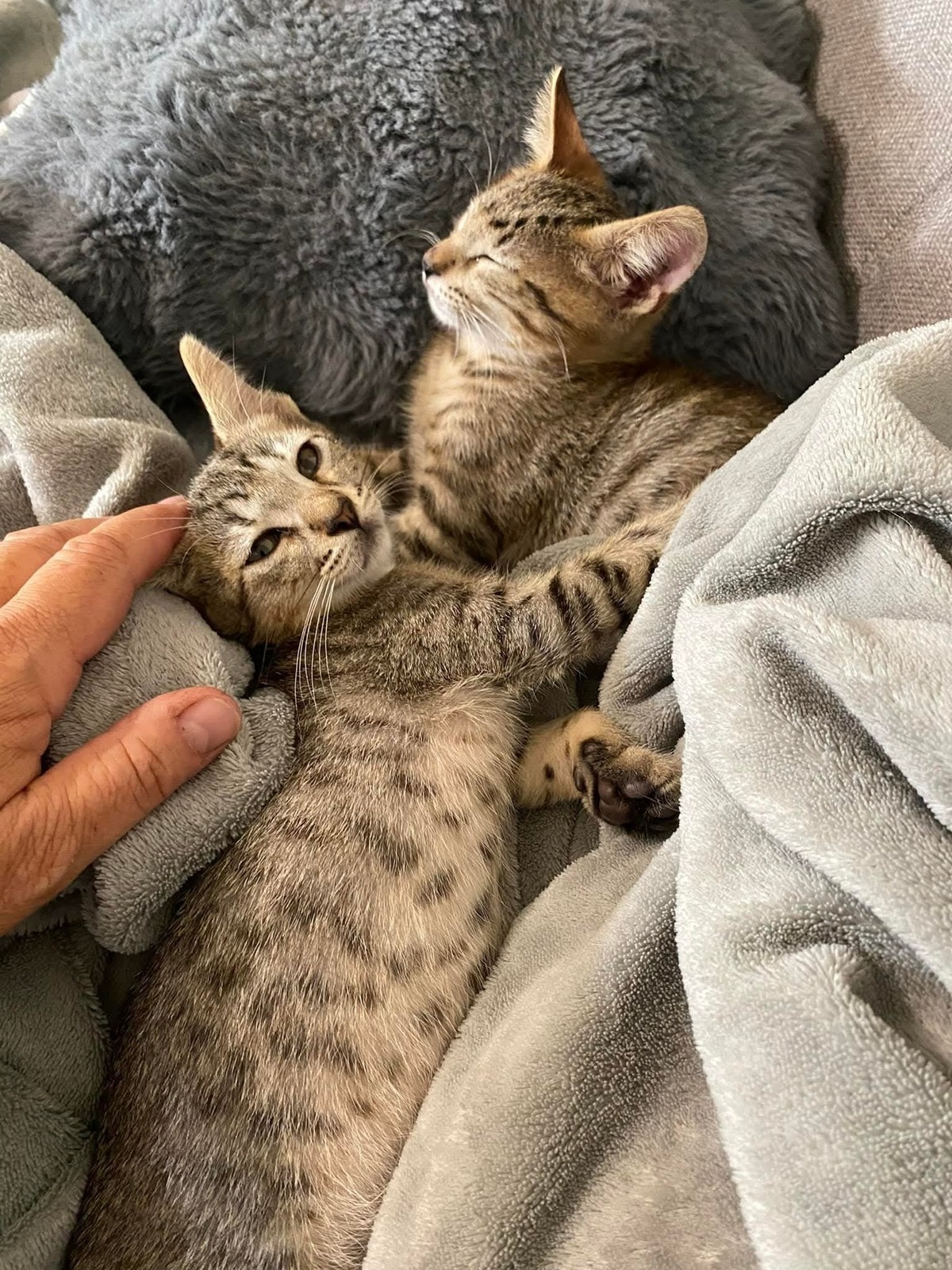 Adoption Honey et Lucky
