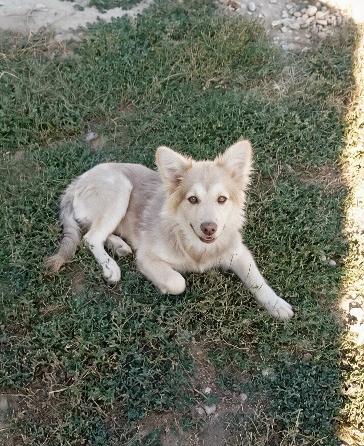 Adoption Brandy