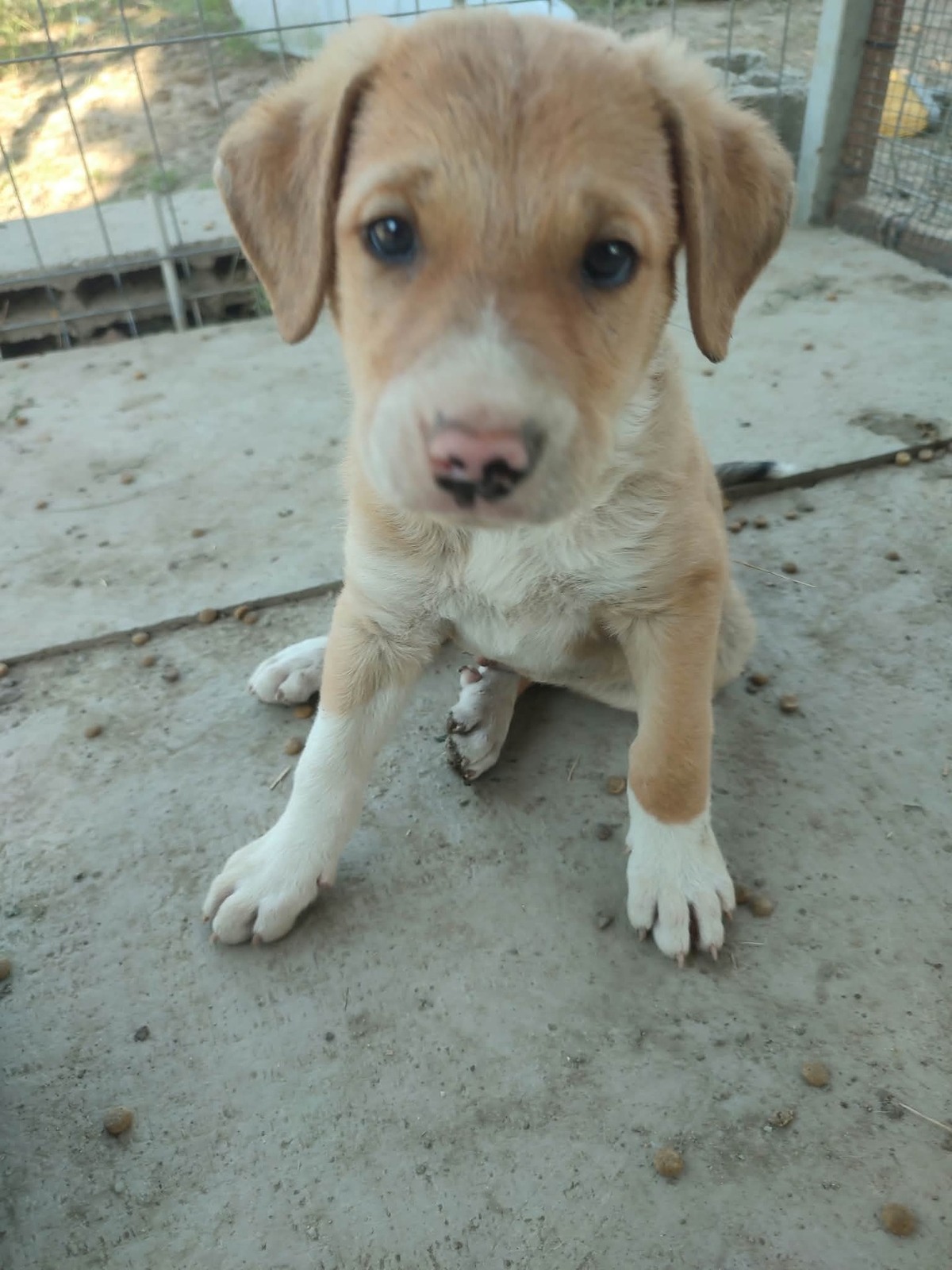 Adoption Chiots