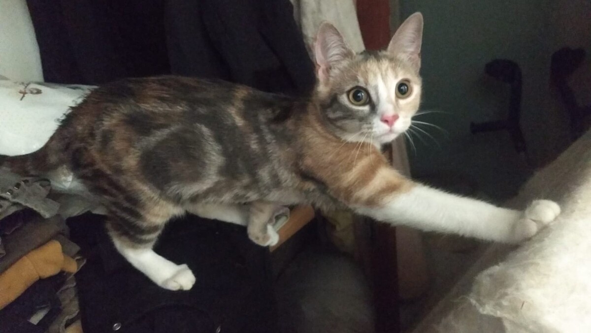 Adoption Bijou
