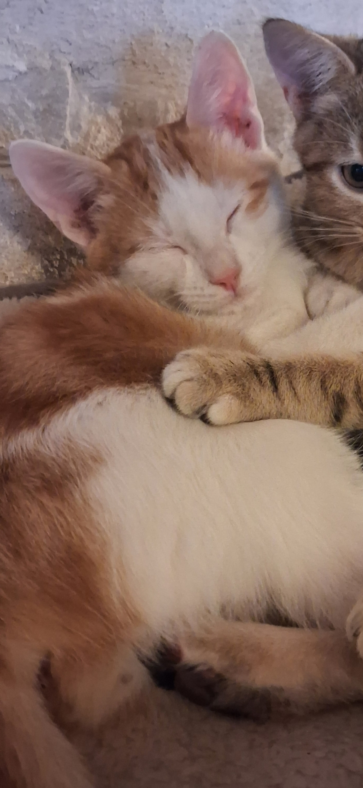 Adoption Gnocchi