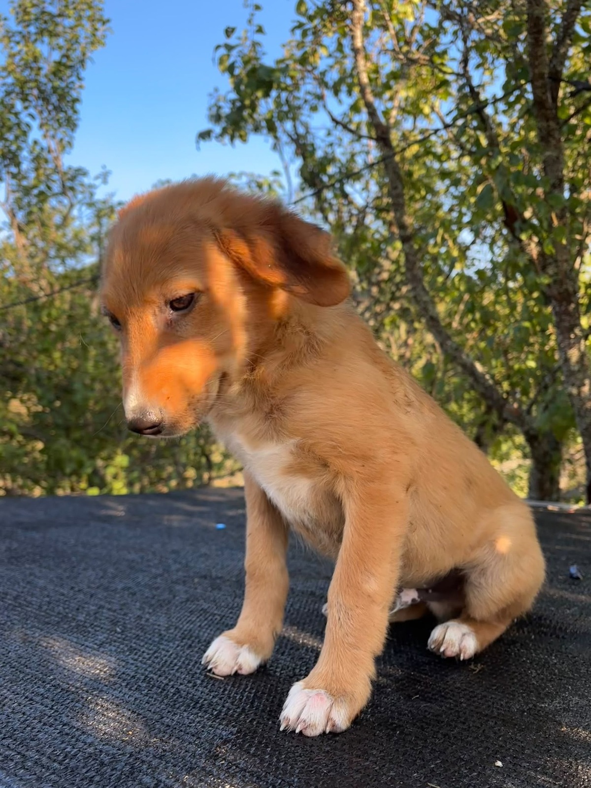Adoption Lui