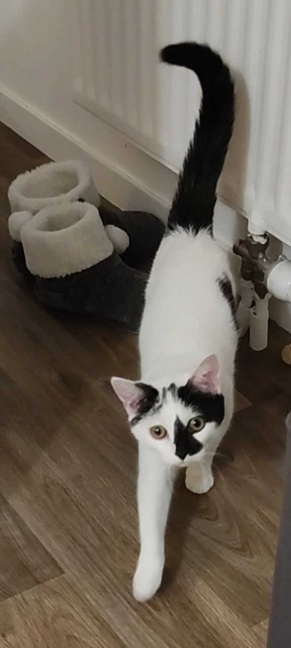 Adoption Kimy