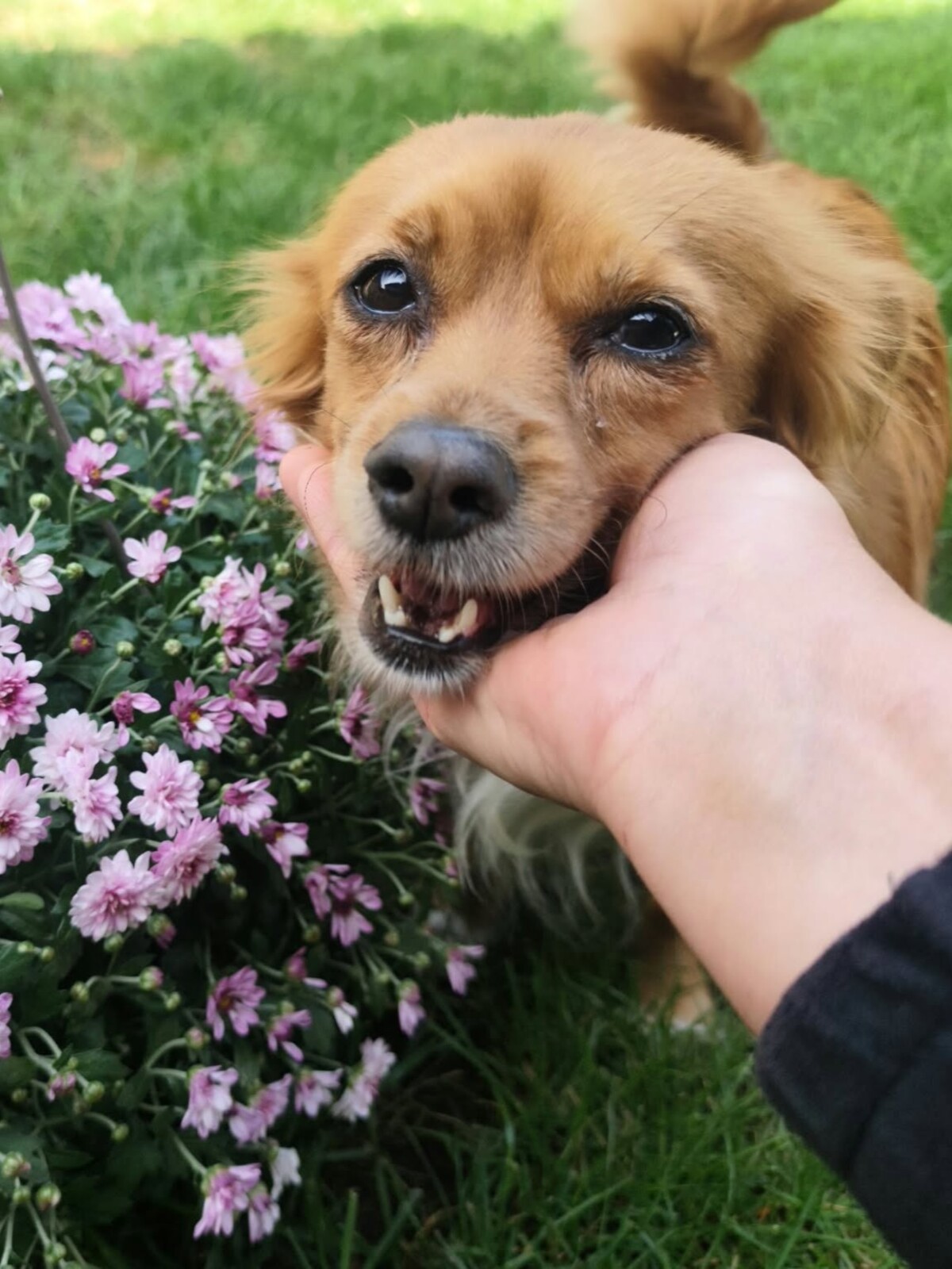 Adoption Rita