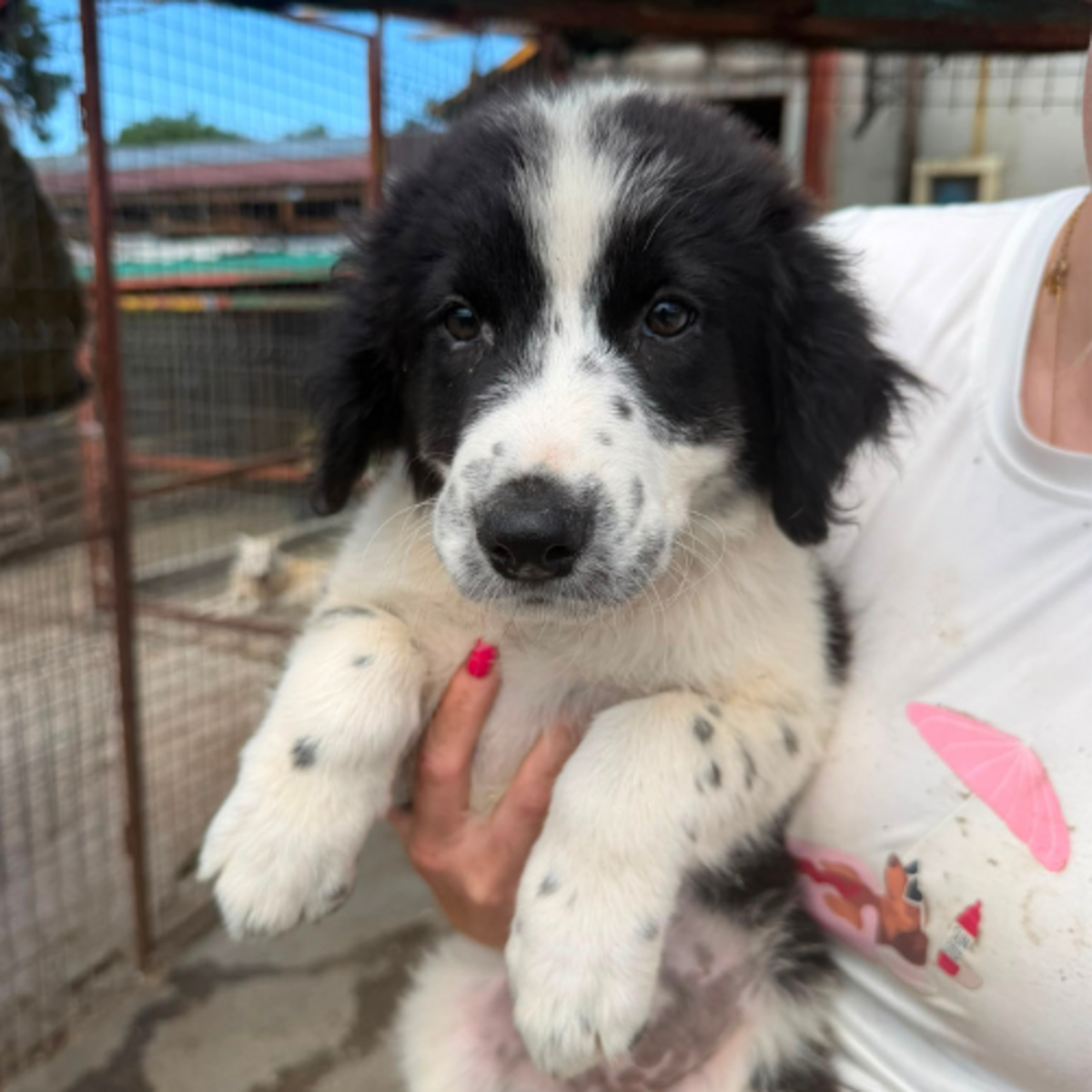 Adoption SINDY