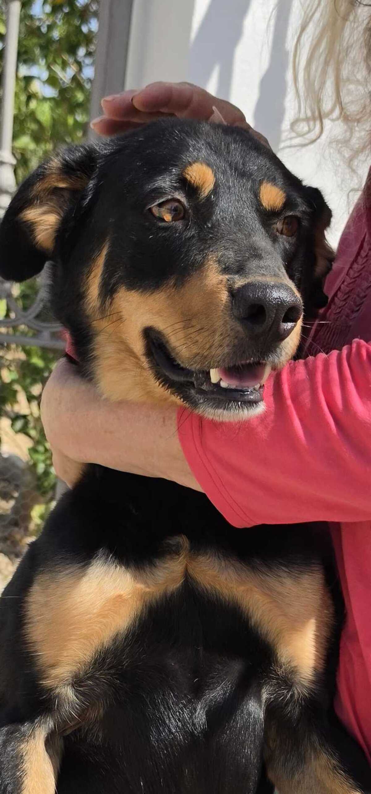 Adoption Yori