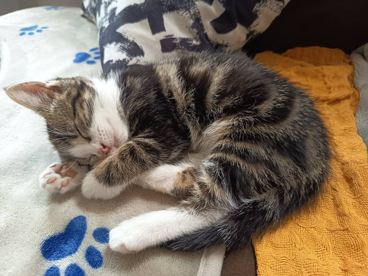 Adoption Bucky